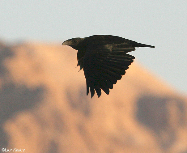  עורב קצר זנב Fan-tailed Raven Corvus rhipidurus                          נחל צאלים,מדבר יהודה,אוקטובר 2007 .צלם:ליאור כסלו
